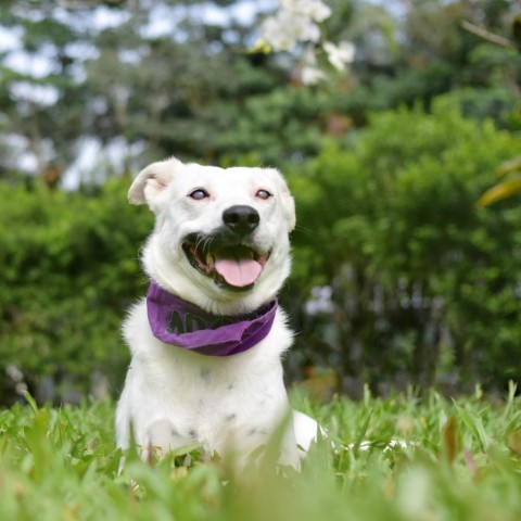 Lana, an adoptable Mixed Breed in Kailua Kona, HI, 96740 | Photo Image 6