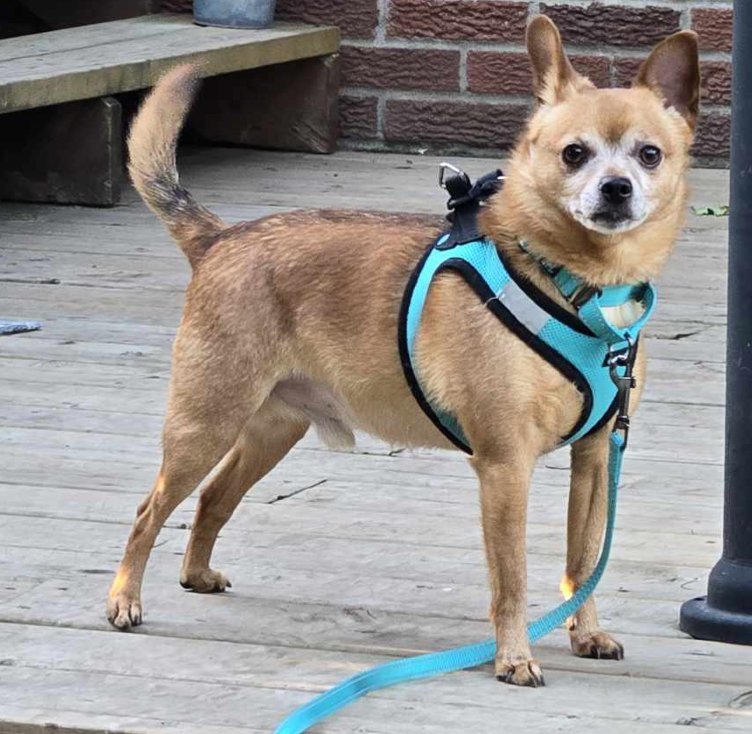 CAESAR, an adoptable Chihuahua in Minesing, ON, L9X 0C2 | Photo Image 2