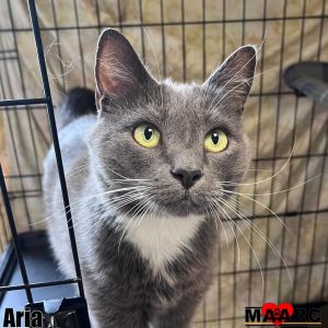 Meet Aria the adorable 6-year-old gray and white tuxedo cat Aria has a sweetness that shines throu