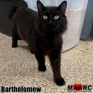 Introducing Bartholomew affectionately known as Bart the furry bundle of energy and mischief that 