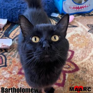 Introducing Bartholomew affectionately known as Bart the furry bundle of energy and mischief that 