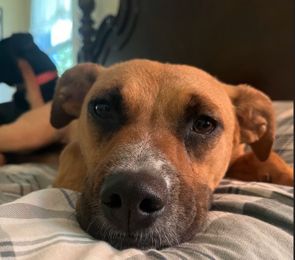 Sadie