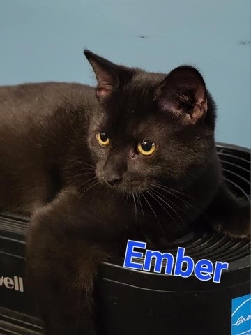Ember detail page