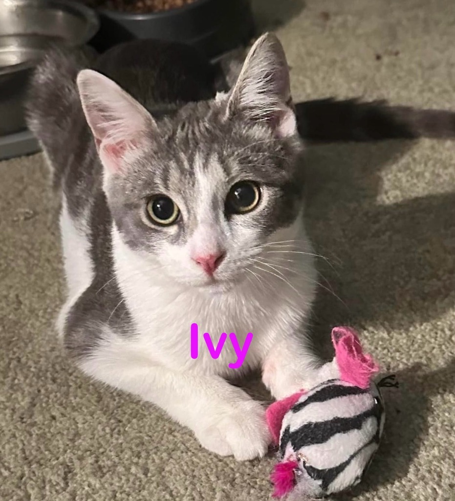 IVY Kitten