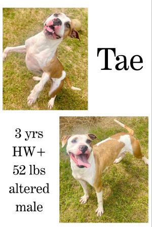 Tae, Adult Male unknown