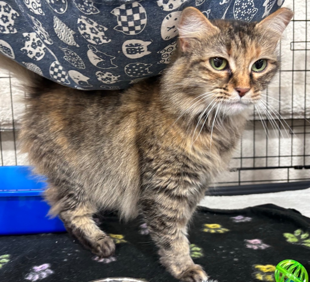 Lulu, an adoptable Domestic Medium Hair in Corpus Christi, TX, 78415 | Photo Image 1