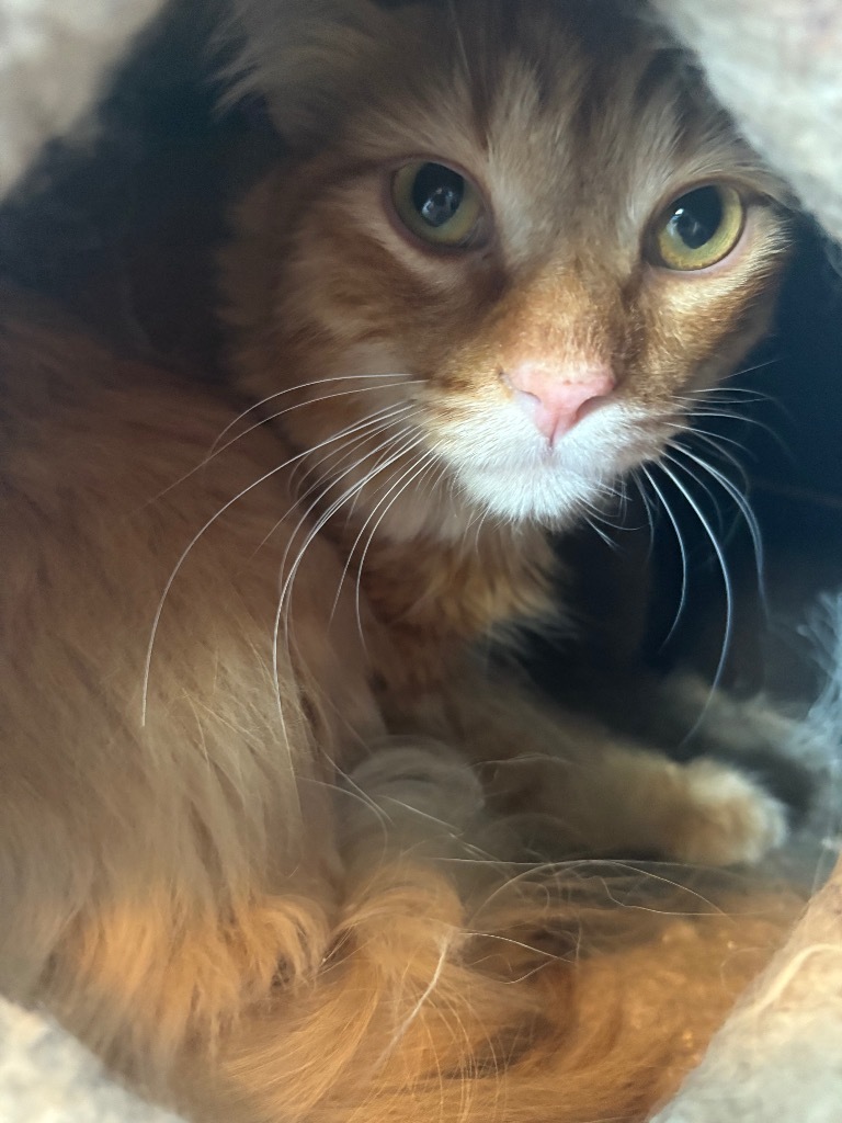 Huckleberry Pie, an adoptable Domestic Short Hair in Corpus Christi, TX, 78415 | Photo Image 1