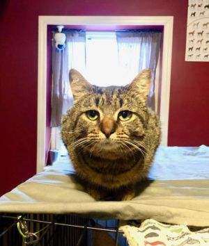 Cats for Adoption Near Ronkonkoma NY Petfinder