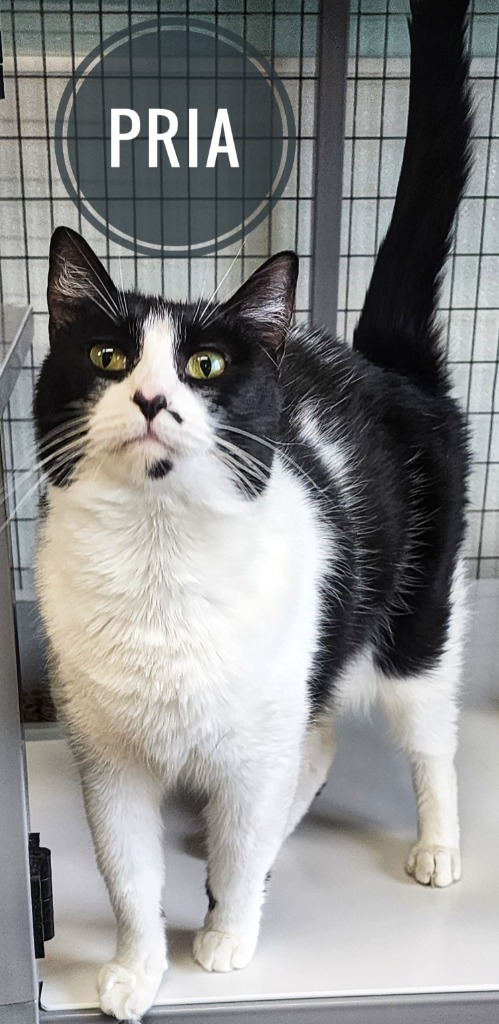 Pria, an adoptable Domestic Short Hair in Gold Beach, OR, 97444 | Photo Image 1