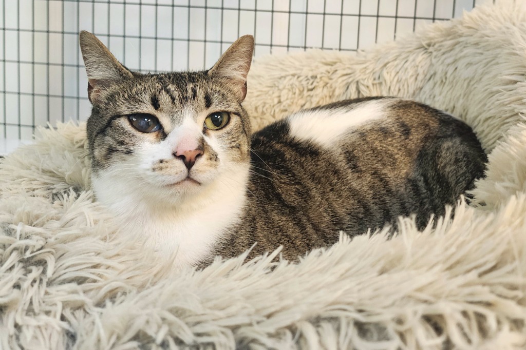 Hayley, an adoptable Domestic Short Hair in Gold Beach, OR, 97444 | Photo Image 1