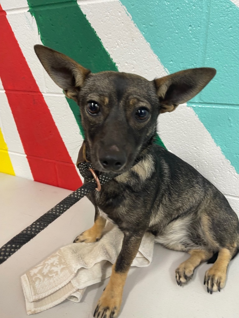 Flutter, an adoptable Mixed Breed in Thousand Oaks, CA, 91360 | Photo Image 1