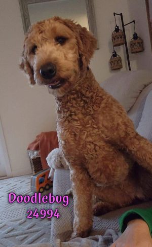 Doodlebug is a beautiful Labradoodle around 2 years old She played a game of co