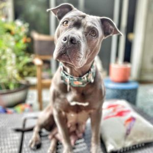Rosie, Senior Female Mixed Breed