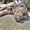 Rosie photo 2
