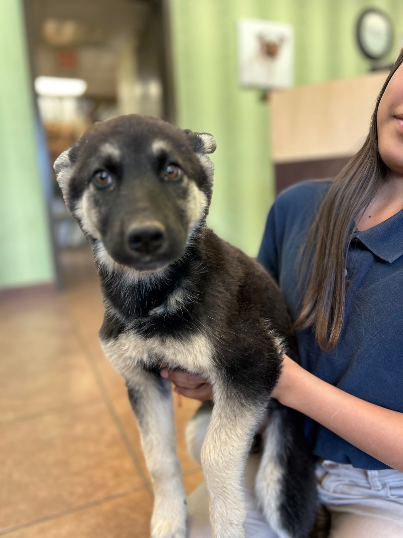 Dog for adoption - Gretchen , a German Shepherd Dog in Winchester , VA ...