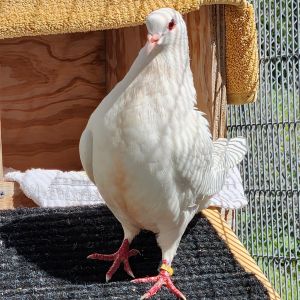 Hello there my name is Snickers Im a spunky adult female King pigeon looking for a nest to call m