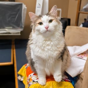 Isabelle, Adult Female Domestic Medium Hair