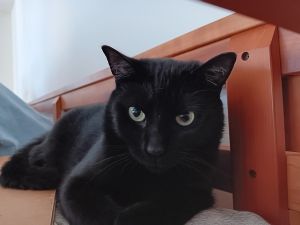 My foster writes Puti is a gorgeous black cat with beautiful green eyes She loves to play and sti