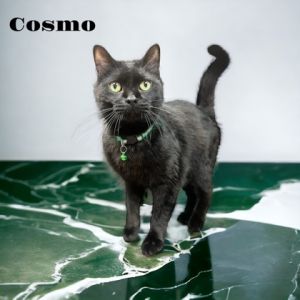 Cosmo