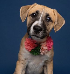 Fashion: Hermes Pit Bull Terrier Dog