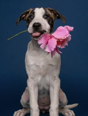 Fashion: Gucci Pit Bull Terrier Dog