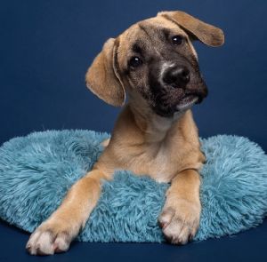 Fashion: Dior Pit Bull Terrier Dog