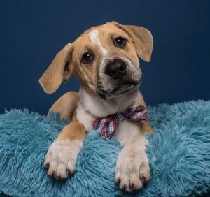Fashion: Valentino Pit Bull Terrier Dog