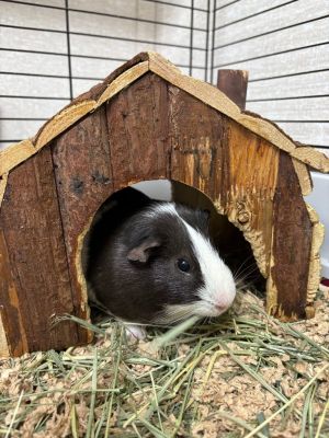 Milkyway Guinea Pig Small & Furry