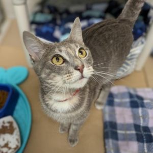 Fleur is stunning and she knows it This girl had a bit of a reputation at the adoption center for