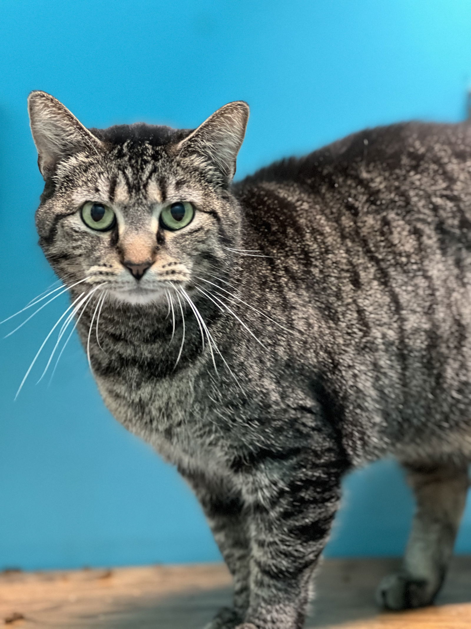 Jasmine, an adoptable Domestic Short Hair in Estherville, IA, 51334 | Photo Image 1