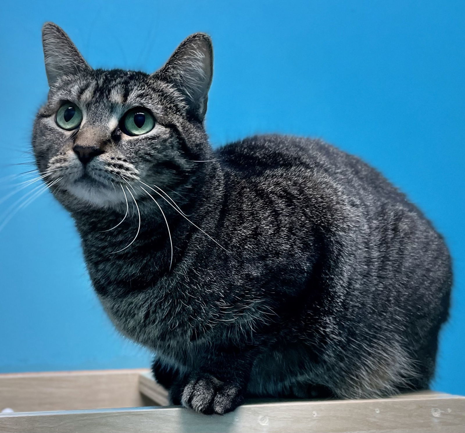 Jasmine, an adoptable Domestic Short Hair in Estherville, IA, 51334 | Photo Image 2