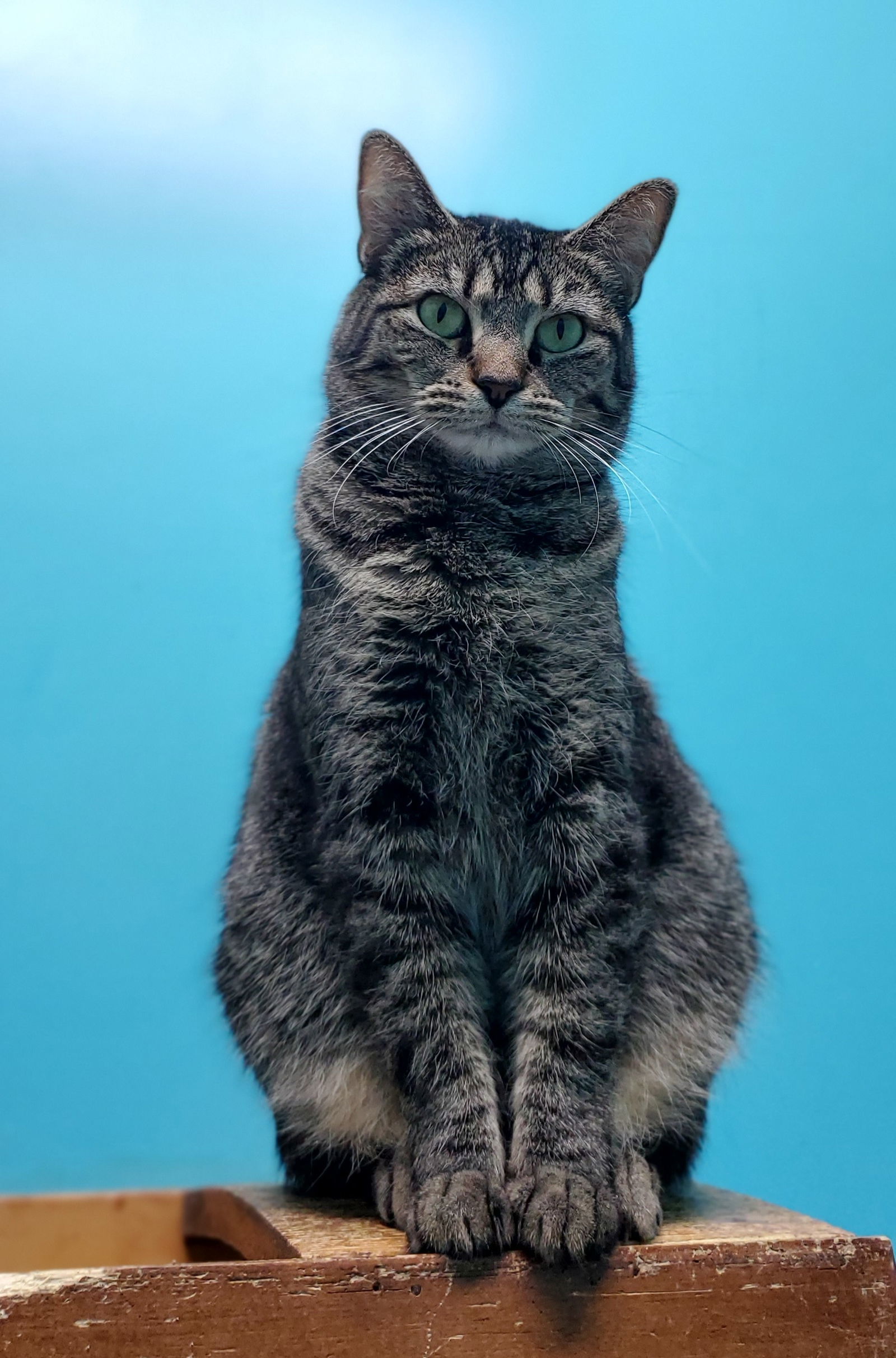 Jasmine, an adoptable Domestic Short Hair in Estherville, IA, 51334 | Photo Image 3