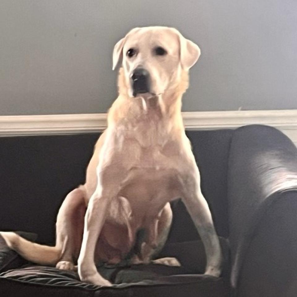 Hilda, an adoptable Labrador Retriever, Great Pyrenees in Joliet, IL, 60436 | Photo Image 3