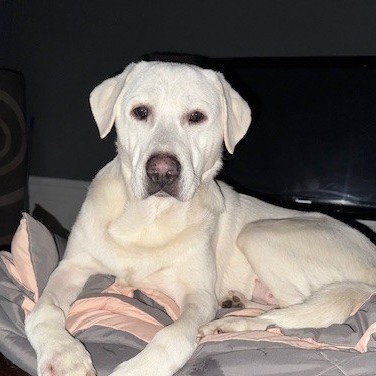 Hilda, an adoptable Labrador Retriever, Great Pyrenees in Joliet, IL, 60436 | Photo Image 4