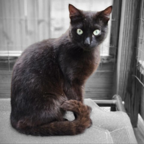 Riley, an adoptable Domestic Short Hair in Hamilton, GA, 31811 | Photo Image 1