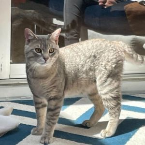 Anderson is a dashing grey striped kitty who will brighten your day with his sweet disposition His 