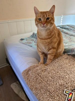 Introducing Sonny Hey there Im Sonny a charming 6-year-old feline with a heart as golden as my f