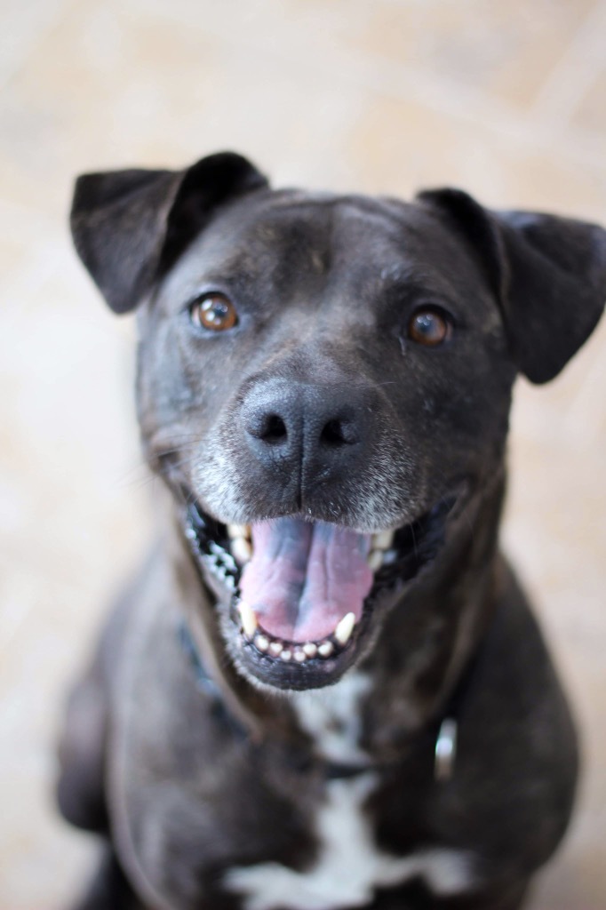 Cleo, an adoptable Mixed Breed in Ashland, WI, 54806 | Photo Image 1