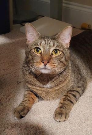 Irwin is a delightful laid-back tabby with adorable white paw markings He loves