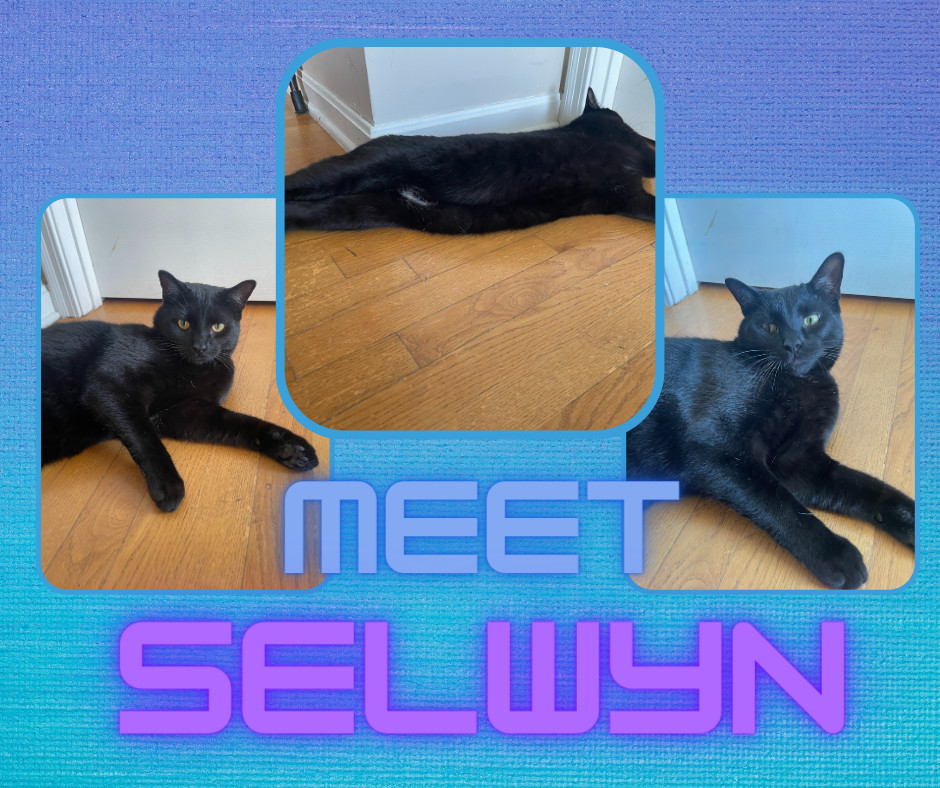 Selwyn