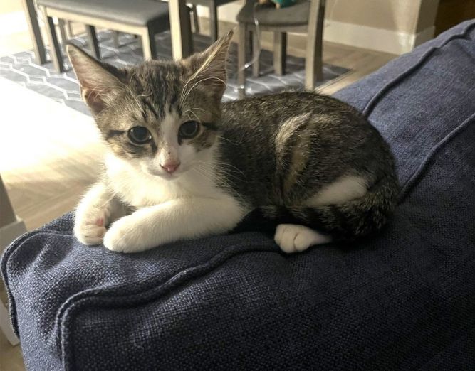 Cat for adoption - Gibson, a Tabby & Domestic Short Hair Mix in Fort ...