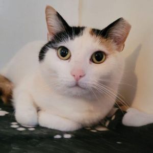Please visit our website wwwferalfelinefriendsorg to learn more about this feline and to see other