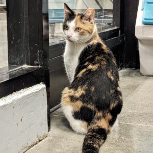 Monica Calico Cat