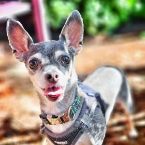Elegant and sweet Platinum is a beautiful chihuahua that has a luxurious silver and beige coat that