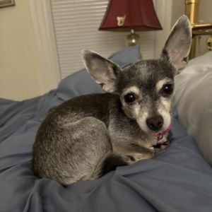 Elegant and sweet Platinum is a beautiful chihuahua that has a luxurious silver and beige coat that