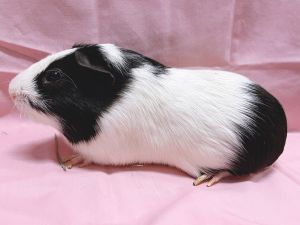 Albert Guinea Pig Small & Furry