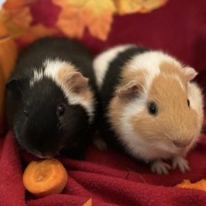 Tonka is a young male American guinea pig that loves to run around He is playfu