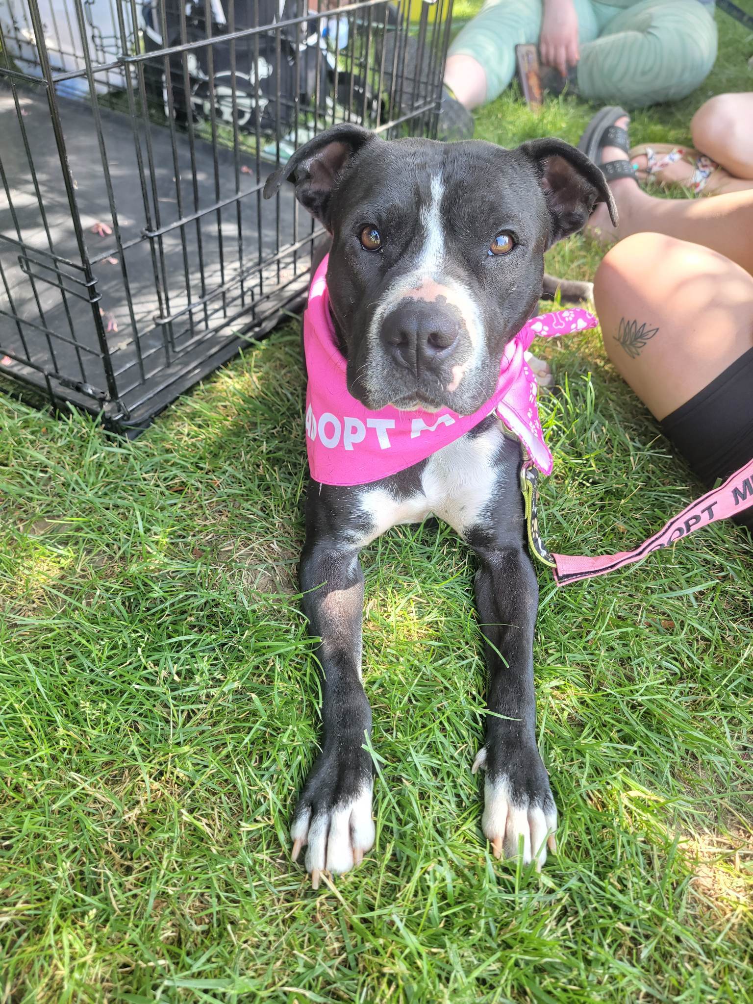 Nezzie, an adoptable Pit Bull Terrier, American Staffordshire Terrier in Frankenmuth, MI, 48734 | Photo Image 1