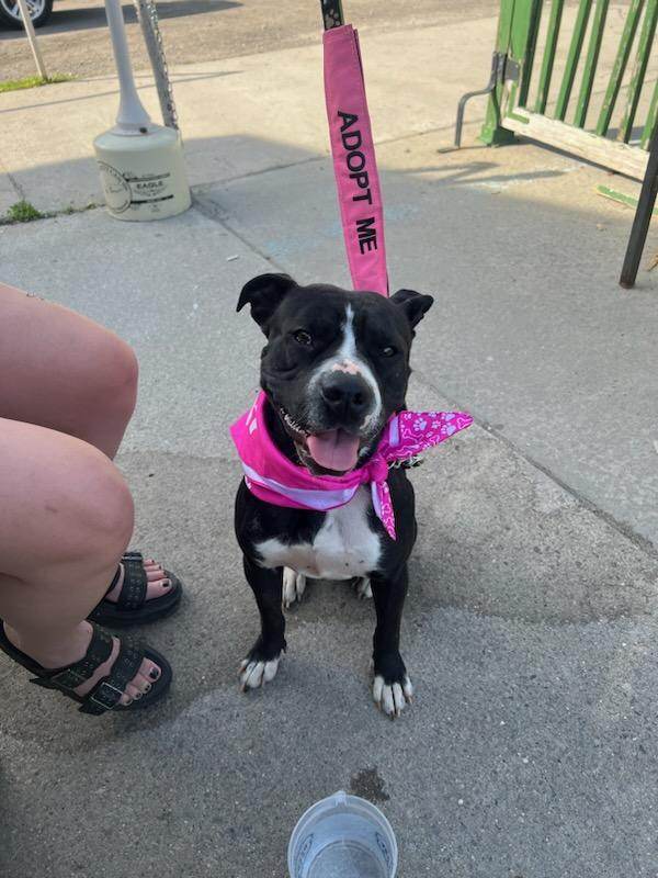 Nezzie, an adoptable Pit Bull Terrier, American Staffordshire Terrier in Frankenmuth, MI, 48734 | Photo Image 2