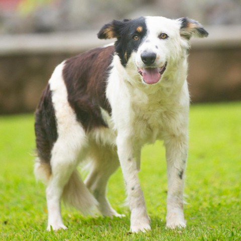 Millie, an adoptable Mixed Breed in Kailua Kona, HI, 96740 | Photo Image 1